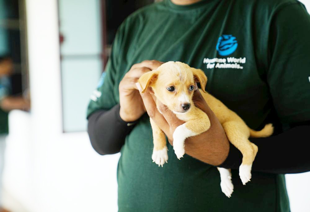 An official of Humane World For Animals comforts a dog in Dimapur on July 6, 2025. (Photo Courtesy: Surajit Sharma/AP Images for Humane World for Animals)